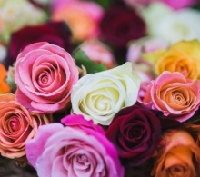 ความหมายสีดอกกุหลาบ จำนวน เลือกให้เหมาะสมกับคนที่คุณรัก